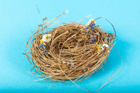 bird Nest on blue background. Studio Photo.