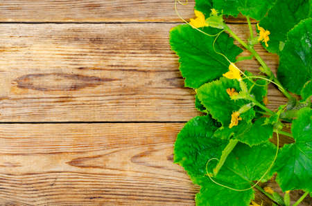 Stems with green leaves and small cucumbers on wooden background. Studio Photoの写真素材