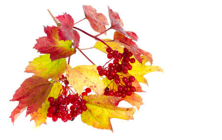 Viburnum autumn leaves of red-yellow color. Studio Photo