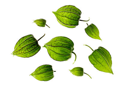 Unripe green physalis fruit on white background. Studio Photo