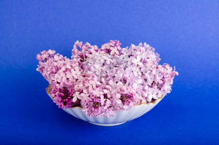 Blooming lilac branches on bright background. Studio Photoの写真素材