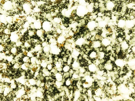 Plants, trees, shrubs, flowers under first snow in winter