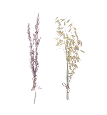 Dry branches of wild herbs isolated on white background. Studio Photoの写真素材