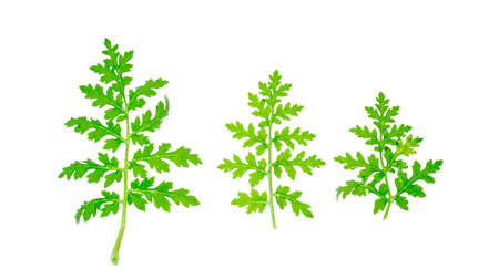 Leaves of lacy phacelia, blue tansy or purple tansy (Phacelia tanasetifolia) on white background....