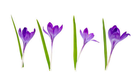 Purple crocus flowers isolated on white background. Studio Photoの写真素材