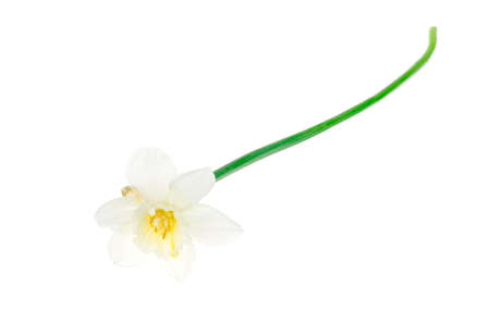 Spring garden daffodils on white background. Studio Photoの写真素材