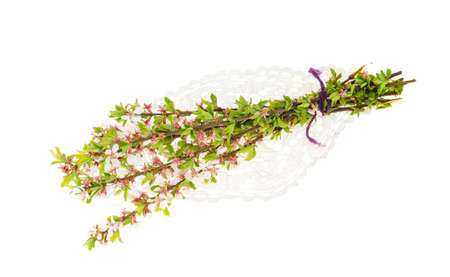 Prunus tomentosa branch with green leaves and blossoming tender flowers. Studio Photoの写真素材