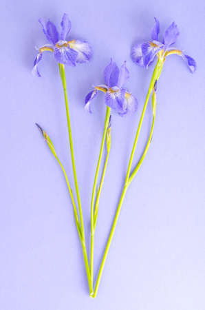Blue fresh garden irises on bright paper background. Studio Photo