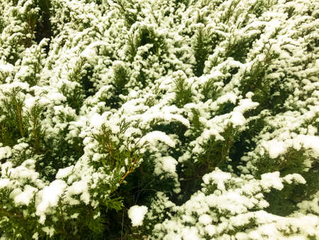 Plants, trees, shrubs, flowers under first snow in winterの写真素材