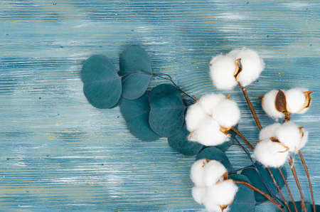 Composition with cotton flowers on bright background. Studio Photoの写真素材