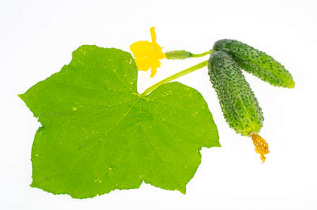 Green leaf and fruit of fresh cucumber isolated on white background. Studio Photo.の写真素材