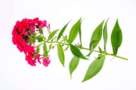 Bright garden flower of red shade isolated on white background. Studio Photo.の写真素材
