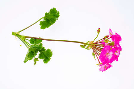 Bright garden flower of red shade isolated on white background. Studio Photo.