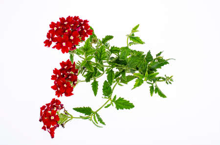 Bright garden flower of red shade isolated on white background. Studio Photo.の写真素材