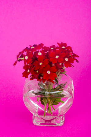 Red flowers and vase in shape of heart - greeting card for Valentine's day. Studio Photoの写真素材