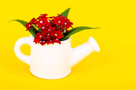 White vase in form of watering can with flowers on bright background. Gardening concept. Studio Photo.の写真素材