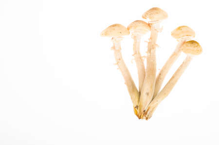 Bunch of forest edible autumn mushrooms honey agarics isolated on white background. Studio Photo.の写真素材