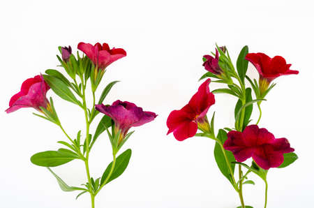 Branch with purple flowers of surfinia, petunia on white background. Studio Photo.の写真素材