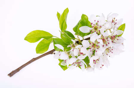 Branch of an apple tree blooming with white flowers. Studio Photo.の写真素材