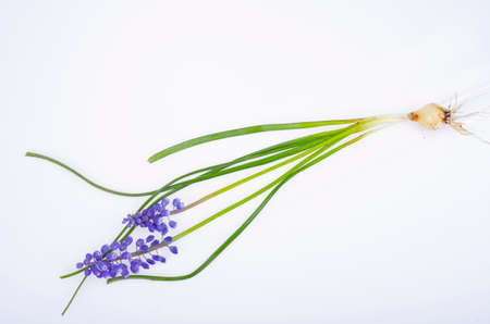 Blue muscari flowers on white background. Studio Photo.の写真素材