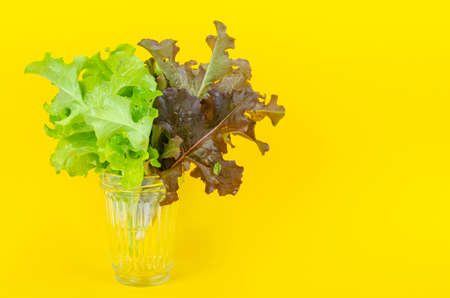 Colorful lettuce leaves on bright yellow background. Studio Photoの写真素材