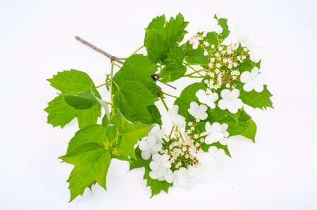 Branch of viburnum with white inflorescences and green leaves on white background. Studio Photo.