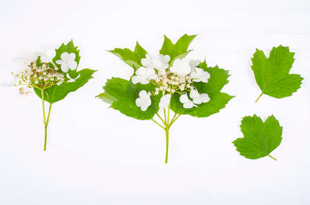 Branch of viburnum with white inflorescences and green leaves on white background. Studio Photo.の写真素材