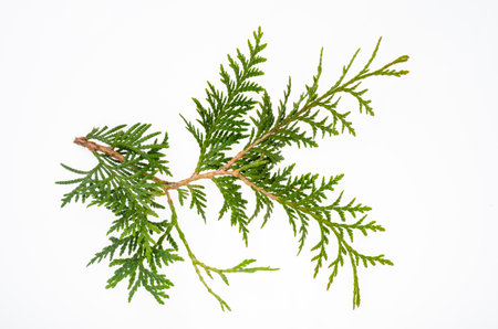 Thuja occidentalis green branch isolated on white background. Studio Photo.の写真素材