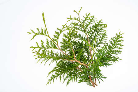 Thuja occidentalis green branch isolated on white background. Studio Photo.の写真素材