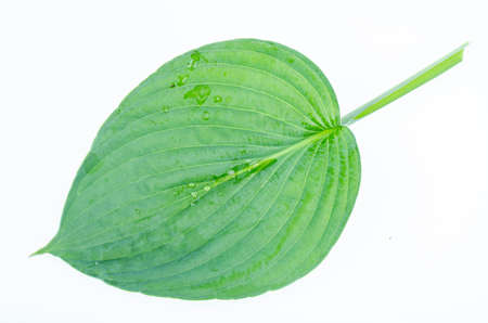 Various varieties of hosta leaves isolated on white background. Studio Photoの写真素材
