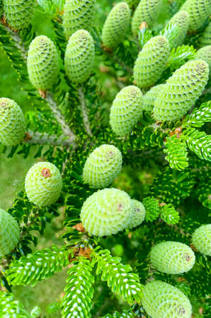 Colorful young shoots and cones on spruce trees. Studio Photo.の写真素材