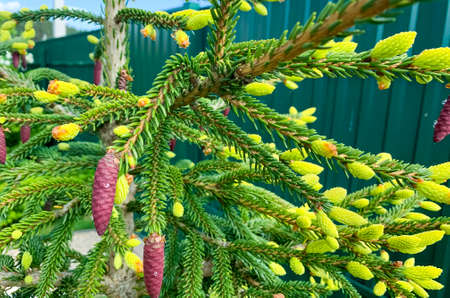 Colorful young shoots and cones on spruce trees. Studio Photo.の写真素材