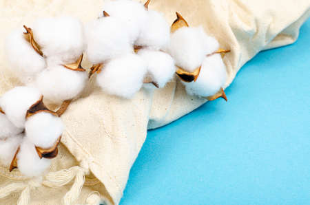 Delicate white fluffy cotton flowers on pastel blue paper background, top view. Natural organic fiber, raw materials for making fabric. photoの写真素材