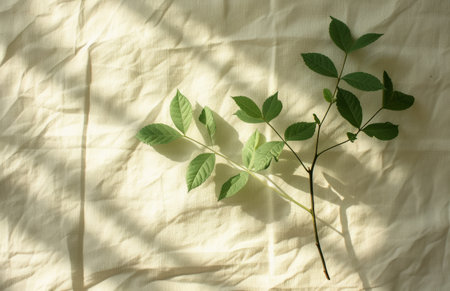 shadow form on a leaf leaf plant natural white paper on linen.の素材