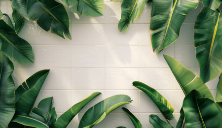 tropical banana leaves and a white tile wall.の素材