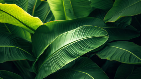 Large, green banana leaves with a tropical vibe.の素材
