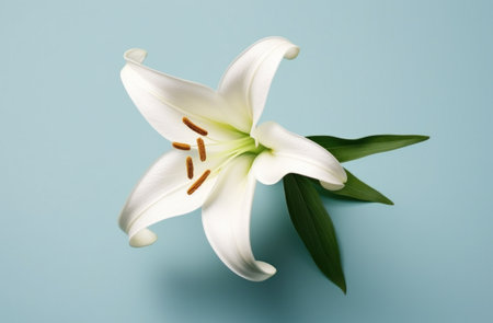 lily isolated on white background white lily.の素材