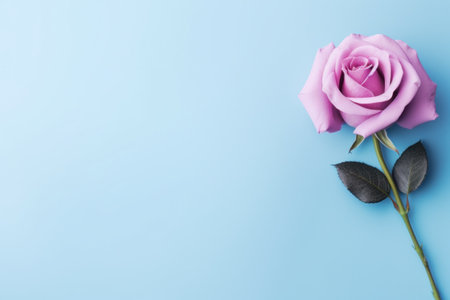 pink rose on lavender background top view.の素材