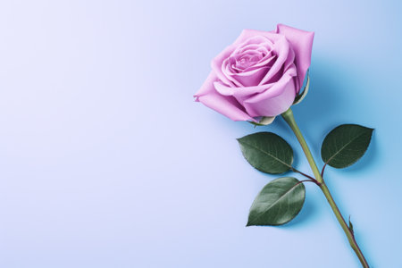 pink rose on lavender background top view.の素材