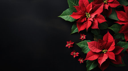 poinsettia flowers with copy space.の素材