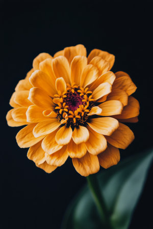 A striking yellow flower stands tall with delicate green leaves, creating a bold contrast against a dark backdrop, highlighting its intricate petals and natural beauty.の素材