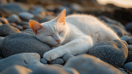 A white cat lies comfortably on a sandy beach, resting its head on smooth stones while the sun sets in the background, casting a warm glow over the landscape.の素材