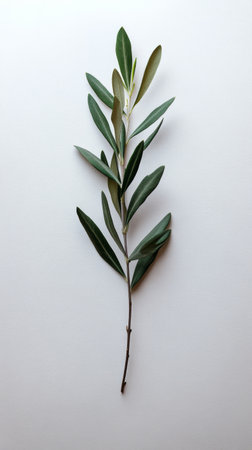 Fresh green leaves are thoughtfully placed on a white background, emphasizing their texture and color. The arrangement showcases a natural, minimalistic design perfect for various uses.の素材