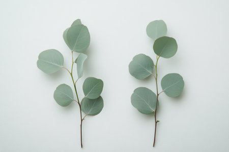 Two delicate eucalyptus branches with soft green leaves are placed on a bright background, showing their natural beauty and simplicity, well lit in the soft daylight.の素材