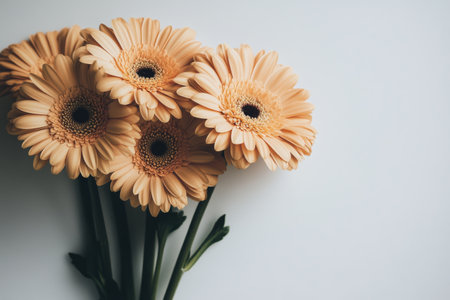 A bouquet of peach gerbera daisies is elegantly arranged against a soft white background, showing their vibrant color and intricate petal details in the gentle morning light.の素材