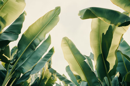 Broad banana leaves tower above, illuminated by soft daylight. The vibrant green foliage creates a natural canopy, enhancing the tropical atmosphere. A serene scene of natures beauty unfolds.の素材
