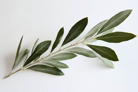 A green leaf branch rests against a textured wall, casting delicate shadows as sunlight streams through a nearby window. The gentle interplay of light and shadow creates a calming atmosphere.の素材