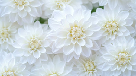 A close up of delicate white flowers blooming vibrantly in a lush garden. The bright petals and green leaves create a serene atmosphere on a sunny spring day.の素材