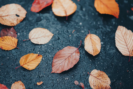 Leaves in vibrant shades of red, yellow, brown, and green are layered together creating a stunning natural mosaic. The texture and shapes highlight the beauty of fall foliage.の素材