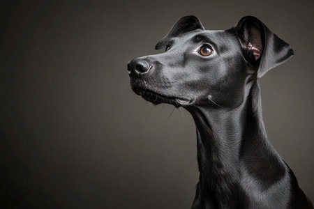 A black dog stands calmly, gazing thoughtfully to the side, with soft focus in the background. The atmosphere is serene, highlighting the dogs elegant features and expressive eyes.の素材